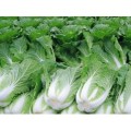 中国农产品交易网供应种植销售优质大白菜