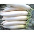 中国农产品交易网供应种植销售优质白萝卜