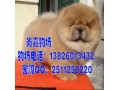 广州松狮犬小狗 广州什么地方有卖宠物狗