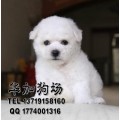 广州哪有卖比熊的地方 宠物狗买卖 广州哪有纯种健康比熊犬