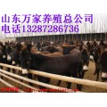 肉驴养殖基地供应肉驴价格肉驴图片肉驴驴苗