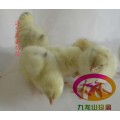 河南蛋鸡苗-海兰灰壳蛋鸡苗-专业产蛋鸡苗