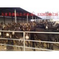 肉驴网肉驴价格肉驴种驴小驴多少钱一头