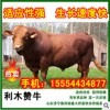肉牛犊,育肥肉牛,繁殖母牛 西门塔尔牛 鲁西黄牛