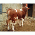 拉萨肉牛养殖场出售西门塔尔育肥小牛犊
